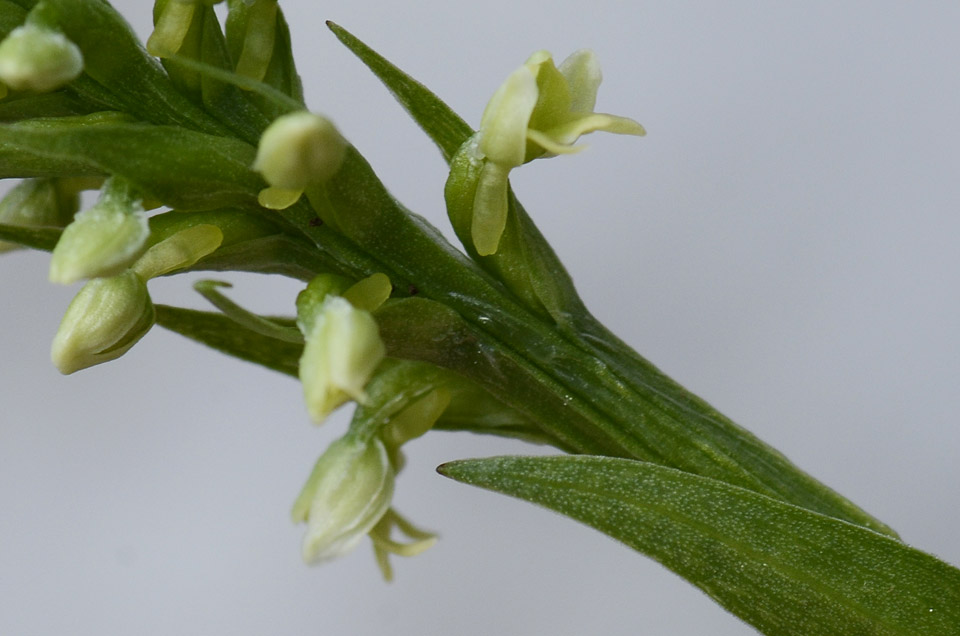 E'' Pseudorchis albida?